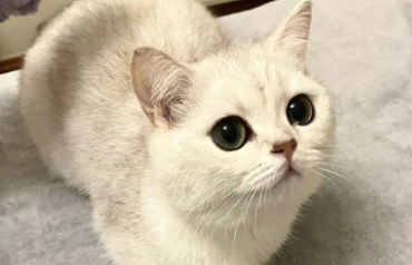 母猫几个月的时候可以怀孕，看这里~