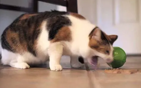 不知道猫咪经常吐猫粮是怎么回事?看这里! 不知道猫咪经常吐猫粮是怎么回事?看这里!