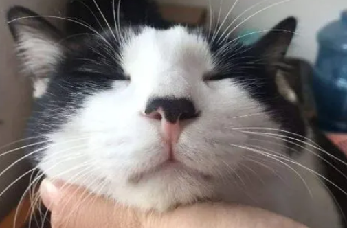 猫的鼻屎能不能抠?有必要了解一下! 猫的鼻屎能不能抠?有必要了解一下!