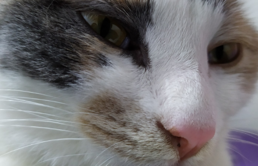 猫的鼻屎能不能抠?有必要了解一下! 猫的鼻屎能不能抠?有必要了解一下!