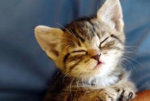 猫咪没有精神老是睡觉是怎么回事？看完你就清楚了