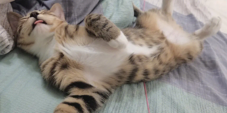 来分析一下猫睡觉为什么吐舌头吧！