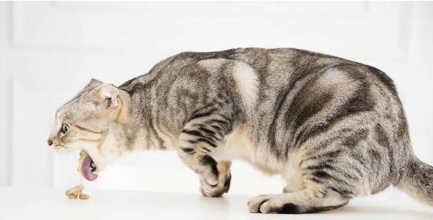猫咪每天呕吐一次是怎么回事？原因很简单