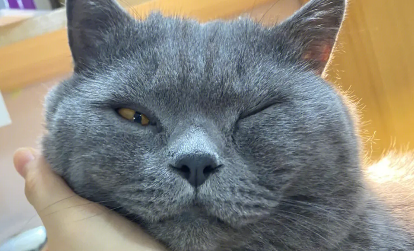 猫眼睛睁不开是怎么回事？要及时处理