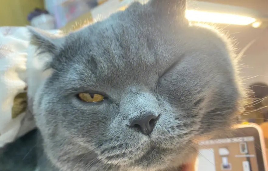 猫眼睛睁不开是怎么回事？要及时处理