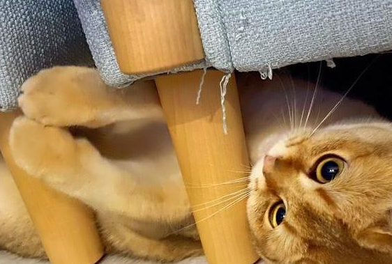 猫为什么喜欢抓东西?说了你别不信 猫为什么喜欢抓东西?说了你别不信