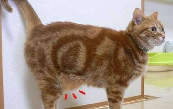 猫的腹部一抽一抽，考虑是这三个原因！