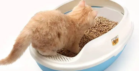 猫埋屎是天生的吗？答案让你无法接受