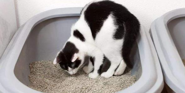 猫埋屎是天生的吗？答案让你无法接受