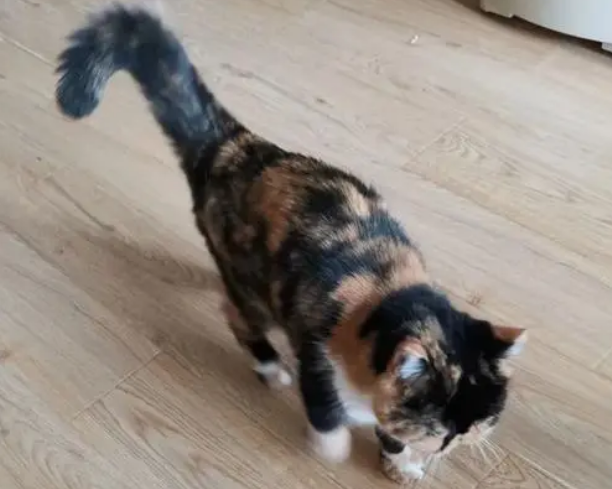 猫咪突然随地大小便怎么回事？有人知道吗？