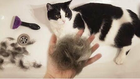 猫掉毛严重怎么解决?有人知道吗? 猫掉毛严重怎么解决?有人知道吗?