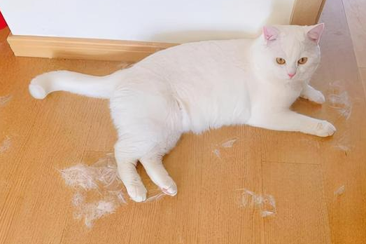 猫掉毛严重怎么解决?有人知道吗? 猫掉毛严重怎么解决?有人知道吗?