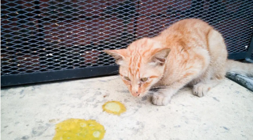 小猫吐奶是怎么回事儿?可千万不能忽视 小猫吐奶是怎么回事儿?可千万不能忽视