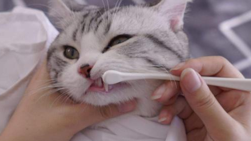只吃猫粮的猫要不要刷牙?答案是“要” 只吃猫粮的猫要不要刷牙?答案是“要”
