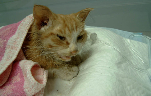 小猫拉肚子但精神很好,大概是这个原因! 小猫拉肚子但精神很好,大概是这个原因!