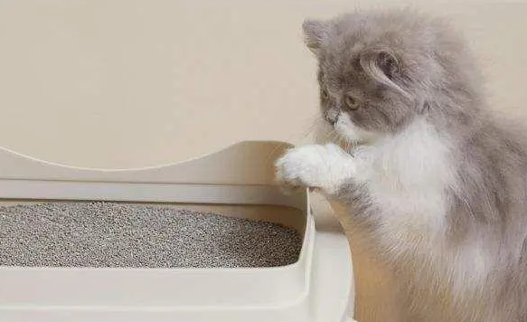 小猫拉肚子但精神很好,大概是这个原因! 小猫拉肚子但精神很好,大概是这个原因!