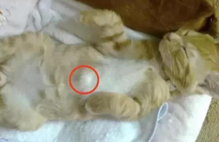 猫肚子上有凸起的小肉粒,怎么回事? 猫肚子上有凸起的小肉粒,怎么回事?