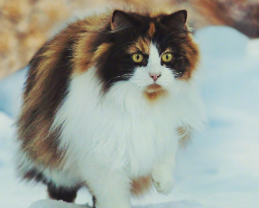 幼猫能吃鱼吗?新手铲屎官可以看看~ 幼猫能吃鱼吗?新手铲屎官可以看看~