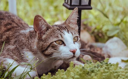 带你了解中国田园猫叫什么名字? 带你了解中国田园猫叫什么名字?