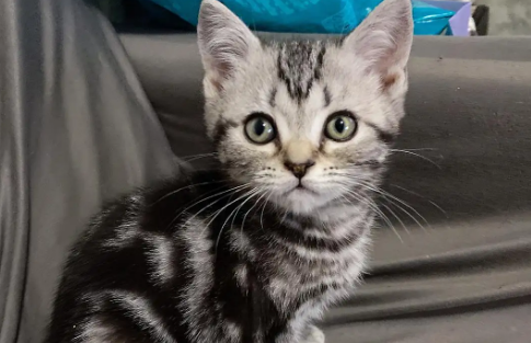 美短虎斑猫不能吃什么?主人要注意了。 美短虎斑猫不能吃什么?主人要注意了。