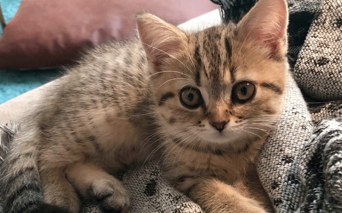 美短虎斑猫不能吃什么?主人要注意了。 美短虎斑猫不能吃什么?主人要注意了。