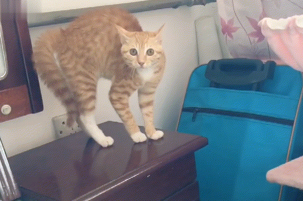 猫弓着背走路,它是怎么了? 猫弓着背走路,它是怎么了?