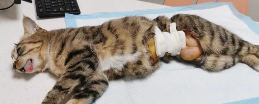 母猫吃什么药可以绝育?主人一定要牢记 母猫吃什么药可以绝育?主人一定要牢记