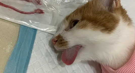 母猫吃什么药可以绝育?主人一定要牢记 母猫吃什么药可以绝育?主人一定要牢记