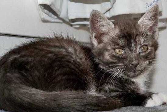 猫耳朵烫但是精神很好,铲屎官要注意了! 猫耳朵烫但是精神很好,铲屎官要注意了!