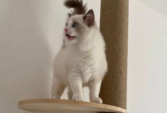 猫耳朵烫但是精神很好,铲屎官要注意了! 猫耳朵烫但是精神很好,铲屎官要注意了!