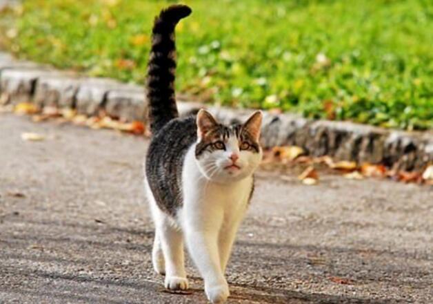 猫翘尾巴一直叫,咋回事? 猫翘尾巴一直叫,咋回事?