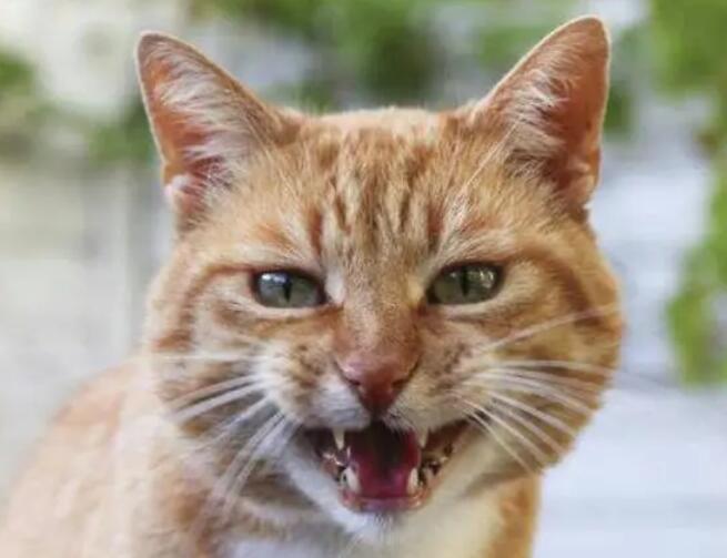 猫突然发狂的原因,了解一下 猫突然发狂的原因,了解一下