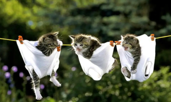 养宠小知识:猫走了还会回来吗? 养宠小知识:猫走了还会回来吗?