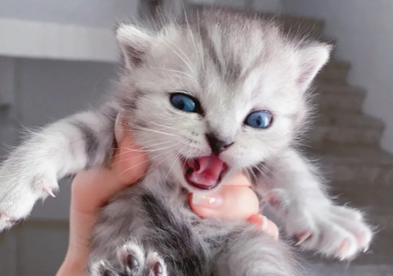 快来了解:猫嘴角起黑硬痂子怎么治? 快来了解:猫嘴角起黑硬痂子怎么治?