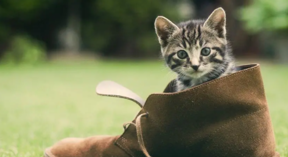 快看:猫最喜欢被主人摸哪个地方? 快看:猫最喜欢被主人摸哪个地方?