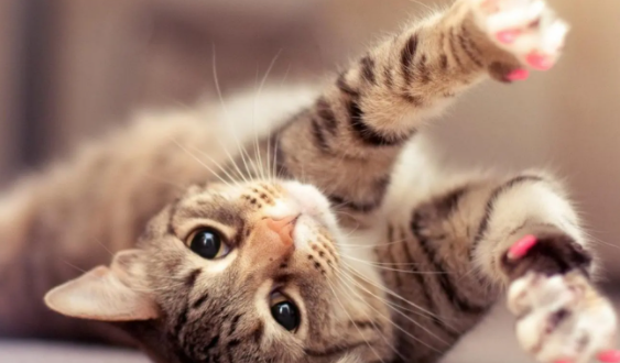 快看:猫最喜欢被主人摸哪个地方? 快看:猫最喜欢被主人摸哪个地方?