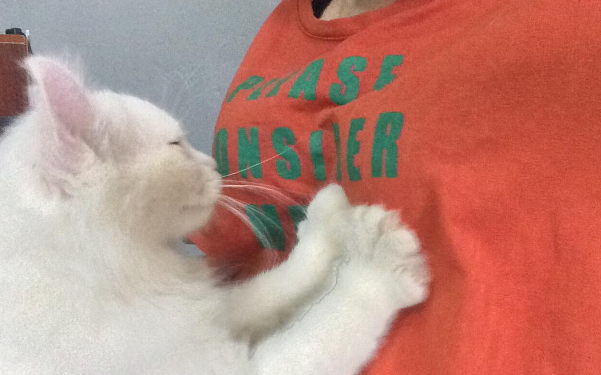 猫咪踩奶是什么原因?答案在这里 猫咪踩奶是什么原因?答案在这里