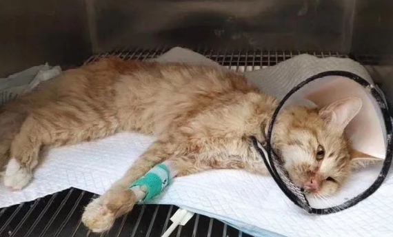 猫咪猫鼻支什么症状?主要包括这些 猫咪猫鼻支什么症状?主要包括这些