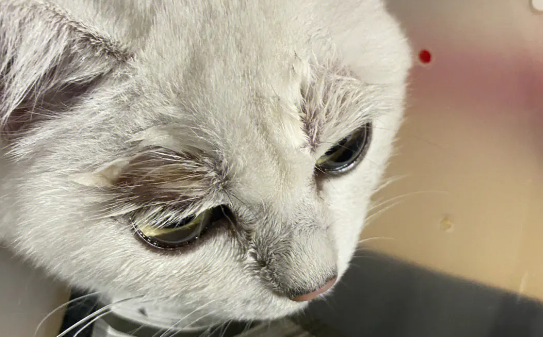 猫咪猫鼻支什么症状?主要包括这些 猫咪猫鼻支什么症状?主要包括这些