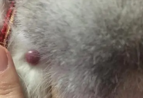 猫脖子上长了个软的鼓包,到底是怎么回事? 猫脖子上长了个软的鼓包,到底是怎么回事?