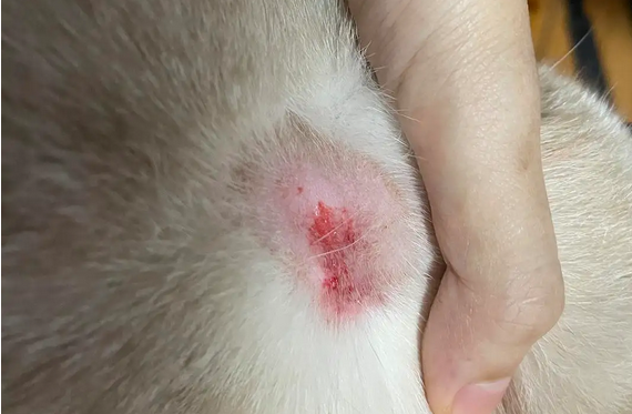 猫脖子上长了个软的鼓包,到底是怎么回事? 猫脖子上长了个软的鼓包,到底是怎么回事?