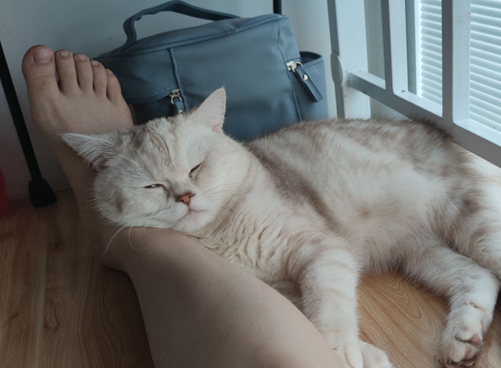 猫知识:猫放在家里十天可以吗? 猫知识:猫放在家里十天可以吗?