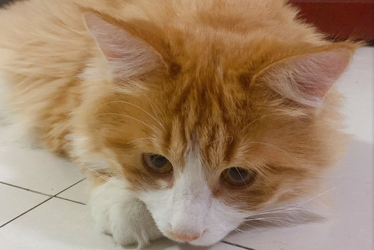 猫知识:猫放在家里十天可以吗? 猫知识:猫放在家里十天可以吗?