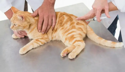 健康的猫怎么会得猫传腹?原因有这些...... 健康的猫怎么会得猫传腹?原因有这些......