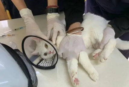 健康的猫怎么会得猫传腹?原因有这些...... 健康的猫怎么会得猫传腹?原因有这些......