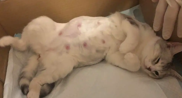 母猫难产几率大吗?铲屎官需知 母猫难产几率大吗?铲屎官需知