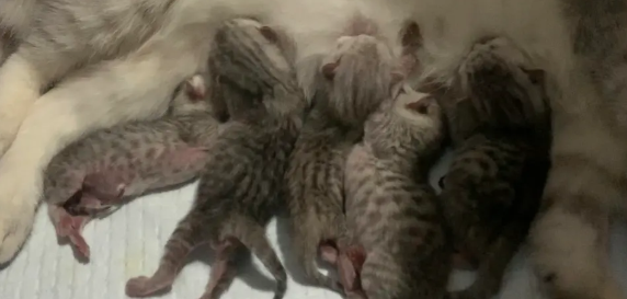 母猫难产几率大吗?铲屎官需知 母猫难产几率大吗?铲屎官需知