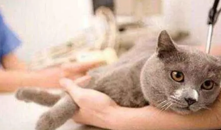 好端端的猫怎么会突然得猫瘟?宠主不可大意! 好端端的猫怎么会突然得猫瘟?宠主不可大意!