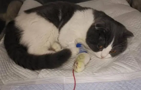 好端端的猫怎么会突然得猫瘟?宠主不可大意! 好端端的猫怎么会突然得猫瘟?宠主不可大意!