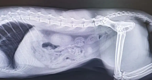 猫结石吃什么药?答案在这里 猫结石吃什么药?答案在这里